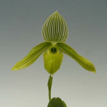 �ڲ֤ʤ����� �ѥե����ڥǥ���� ��ǥ��� ����Х� Paph.wardii var. album ���� 3��ȭ 20cm ���֥�����(BS)