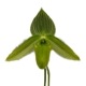 �ڲ֤ʤ����� �ѥե����ڥǥ���� ��ǥ��� ����Х� Paph.wardii var. album ���� 3��ȭ 20cm ���֥�����(BS)