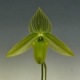 �ڲ֤ʤ����� �ѥե����ڥǥ���� ��ǥ��� ����Х� Paph.wardii var. album ���� 3��ȭ 20cm ���֥�����(BS)