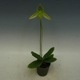 �ڲ֤ʤ����� �ѥե����ڥǥ���� ��ǥ��� ����Х� Paph.wardii var. album ���� 3��ȭ 20cm ���֥�����(BS)