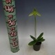 �ڲ֤ʤ����� �ѥե����ڥǥ���� ��ǥ��� ����Х� Paph.wardii var. album ���� 3��ȭ 20cm ���֥�����(BS)