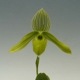 �ڲ֤ʤ����� �ѥե����ڥǥ���� ��ǥ��� ����Х� Paph.wardii var. album ���� 3��ȭ 20cm ���֥�����(BS)
