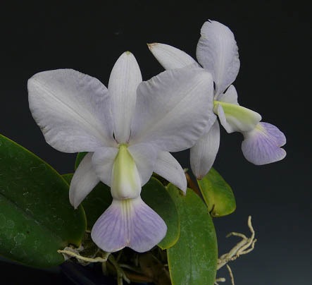 �ڲ֤ʤ����� ���ȥ쥢 ��륱�ꥢ�� ����쥢 �ƥ��ɥ�ɡ� C.walkeriana var. coerulea ��Edward�� ���� ˧�ᤢ�� 3��ȭ 20cm ���֥�����(BS)