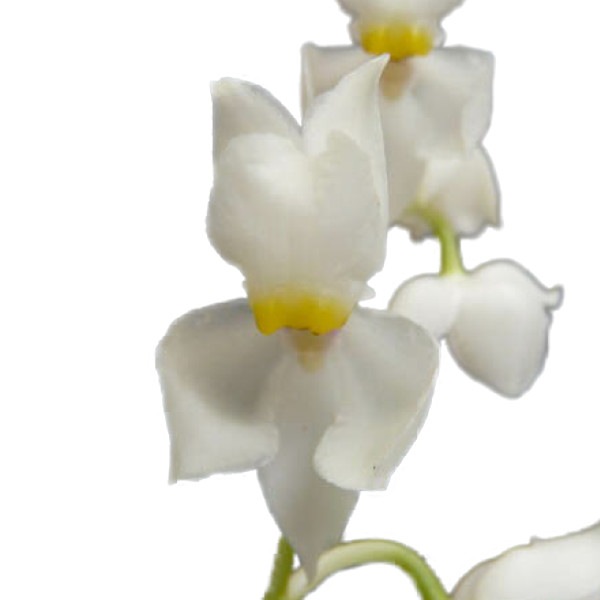 �ڲ֤ʤ����� �����⥰���å��� �ץ륱��� Osmgls.pulchellum ���� 3��ȭ 30cm ���֥�����(BS)