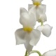 �ڲ֤ʤ����� �����⥰���å��� �ץ륱��� Osmgls.pulchellum ���� 3��ȭ 30cm ���֥�����(BS)