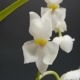 �ڲ֤ʤ����� �����⥰���å��� �ץ륱��� Osmgls.pulchellum ���� 3��ȭ 30cm ���֥�����(BS)