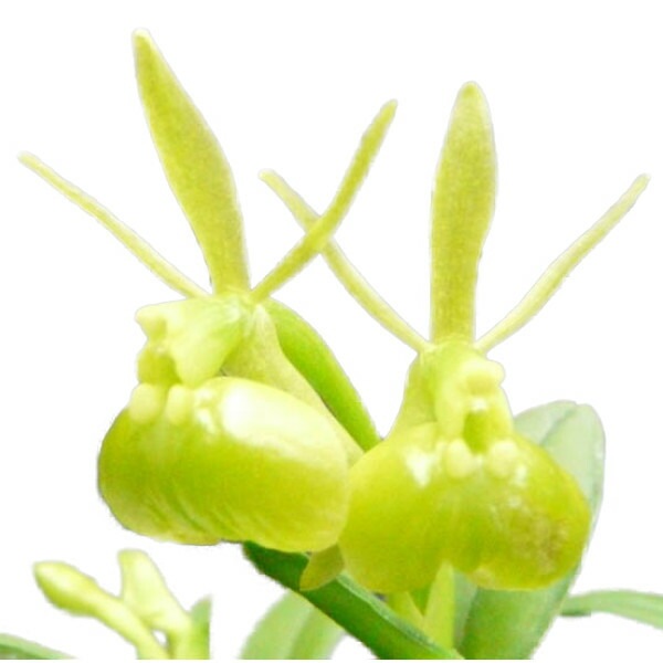 �ڲ֤ʤ����� ���ԥǥ�ɥ�� �ڥڥ��ߥ� ����� Epi.peperomia var. alba (=Epi.porpax var. alba) ���� 2.5��ȭ 15cm ���֥�����(BS)