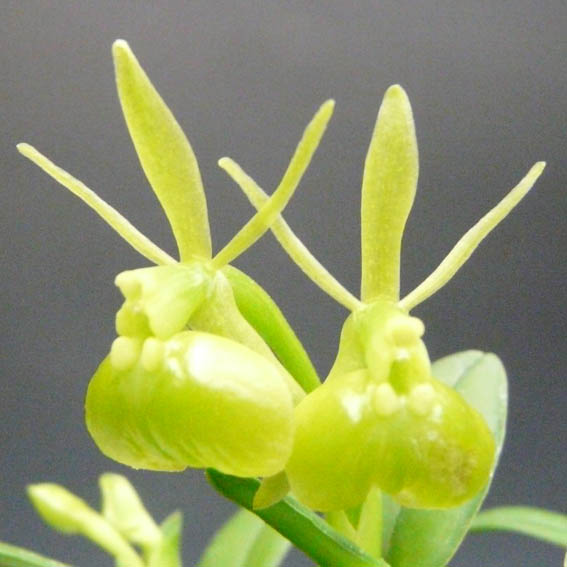 �ڲ֤ʤ����� ���ԥǥ�ɥ�� �ڥڥ��ߥ� ����� Epi.peperomia var. alba (=Epi.porpax var. alba) ���� 2.5��ȭ 15cm ���֥�����(BS)