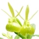 �ڲ֤ʤ����� ���ԥǥ�ɥ�� �ڥڥ��ߥ� ����� Epi.peperomia var. alba (=Epi.porpax var. alba) ���� 2.5��ȭ 15cm ���֥�����(BS)