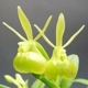 �ڲ֤ʤ����� ���ԥǥ�ɥ�� �ڥڥ��ߥ� ����� Epi.peperomia var. alba (=Epi.porpax var. alba) ���� 2.5��ȭ 15cm ���֥�����(BS)