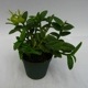 �ڲ֤ʤ����� ���ԥǥ�ɥ�� �ڥڥ��ߥ� ����� Epi.peperomia var. alba (=Epi.porpax var. alba) ���� 2.5��ȭ 15cm ���֥�����(BS)