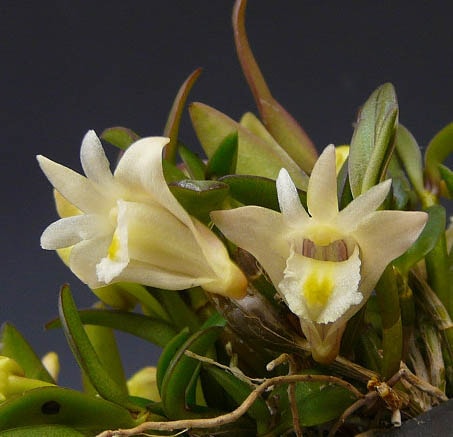 �ڲ֤ʤ����� �ǥ�ɥ��ӥ塼�� �ҥ�ʥ󥵥� Den.hymenanthum ���� 2.5��ȭ 10cm ���֥�����(BS)