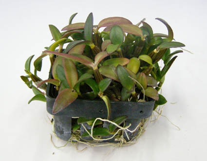 �ڲ֤ʤ����� �ǥ�ɥ��ӥ塼�� �ҥ�ʥ󥵥� Den.hymenanthum ���� 2.5��ȭ 10cm ���֥�����(BS)