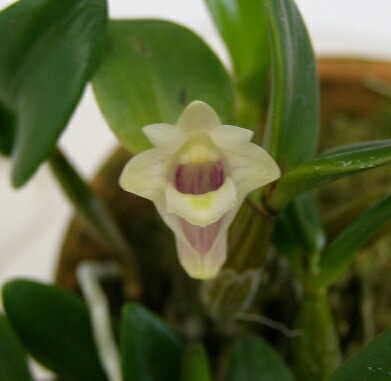 �ڲ֤ʤ����� �ǥ�ɥ��ӥ塼�� �ҥ�ʥ󥵥� Den.hymenanthum ���� 2.5��ȭ 10cm ���֥�����(BS)