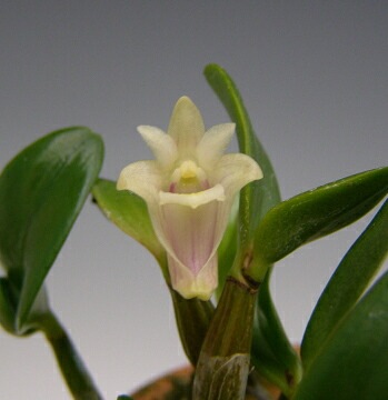 �ڲ֤ʤ����� �ǥ�ɥ��ӥ塼�� �ҥ�ʥ󥵥� Den.hymenanthum ���� 2.5��ȭ 10cm ���֥�����(BS)