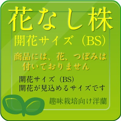 �ڲ֤ʤ����� �ǥ�ɥ��ӥ塼�� �ҥ�ʥ󥵥� Den.hymenanthum ���� 2.5��ȭ 10cm ���֥�����(BS)