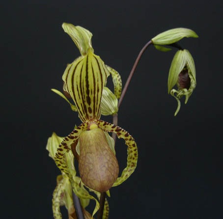 �ڲ֤ʤ����� �ѥե����ڥǥ���� ���ѥ�ǥ��� Paph.supardii 1��Ω����� ���� 3��ȭ 20cm 2��֥�����(2BS)