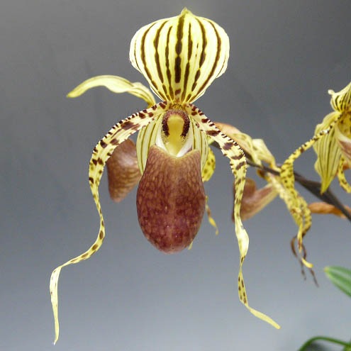 �ڲ֤ʤ����� �ѥե����ڥǥ���� ���ѥ�ǥ��� Paph.supardii 1��Ω����� ���� 3��ȭ 20cm 2��֥�����(2BS)