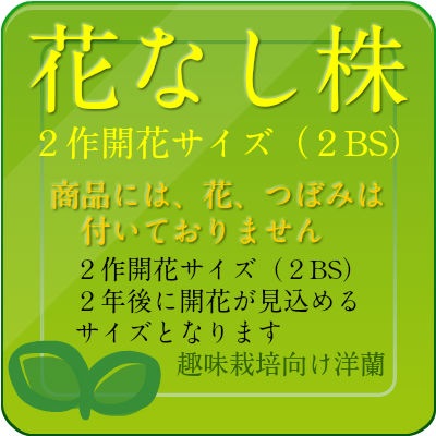 �ڲ֤ʤ����� �ѥե����ڥǥ���� ���ѥ�ǥ��� Paph.supardii 1��Ω����� ���� 3��ȭ 20cm 2��֥�����(2BS)