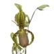 �ڲ֤ʤ����� �ѥե����ڥǥ���� ���ѥ�ǥ��� Paph.supardii 1��Ω����� ���� 3��ȭ 20cm 2��֥�����(2BS)