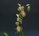 �ڲ֤ʤ����� �ѥե����ڥǥ���� ���ѥ�ǥ��� Paph.supardii 1��Ω����� ���� 3��ȭ 20cm 2��֥�����(2BS)