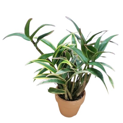 �ڲ֤ʤ����� �ǥ�ɥ��ӥ塼�� �٥꡼ �Хꥨ������ �ƥ����� Den.Berry (variegata) ��Oda�� ���ۼ� ˧�ᤢ�� 3��ȭ 25cm ���֥�����(BS)
