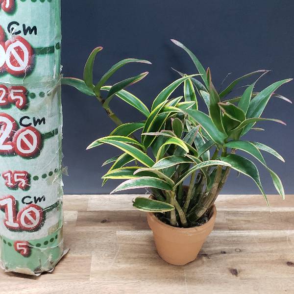 �ڲ֤ʤ����� �ǥ�ɥ��ӥ塼�� �٥꡼ �Хꥨ������ �ƥ����� Den.Berry (variegata) ��Oda�� ���ۼ� ˧�ᤢ�� 3��ȭ 25cm ���֥�����(BS)