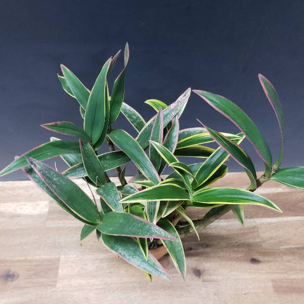 �ڲ֤ʤ����� �ǥ�ɥ��ӥ塼�� �٥꡼ �Хꥨ������ �ƥ����� Den.Berry (variegata) ��Oda�� ���ۼ� ˧�ᤢ�� 3��ȭ 25cm ���֥�����(BS)