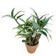 �ڲ֤ʤ����� �ǥ�ɥ��ӥ塼�� �٥꡼ �Хꥨ������ �ƥ����� Den.Berry (variegata) ��Oda�� ���ۼ� ˧�ᤢ�� 3��ȭ 25cm ���֥�����(BS)