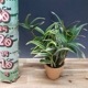 �ڲ֤ʤ����� �ǥ�ɥ��ӥ塼�� �٥꡼ �Хꥨ������ �ƥ����� Den.Berry (variegata) ��Oda�� ���ۼ� ˧�ᤢ�� 3��ȭ 25cm ���֥�����(BS)