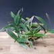 �ڲ֤ʤ����� �ǥ�ɥ��ӥ塼�� �٥꡼ �Хꥨ������ �ƥ����� Den.Berry (variegata) ��Oda�� ���ۼ� ˧�ᤢ�� 3��ȭ 25cm ���֥�����(BS)