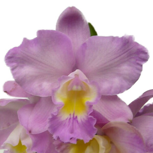 �ڲ֤ʤ����� ���ե���ꥪ���ȥ쥢 �ɥꥹ����� �Х����� �ƥ��ꥹ�ޥ��������� Slc.(Ctt.)Doris and Byron ��Christmas Rose�� (Slc.Love Castle x C.Candy Tuft) ���ۼ� 3��ȭ 20cm ���֥�����(BS)