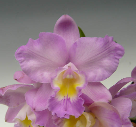 �ڲ֤ʤ����� ���ե���ꥪ���ȥ쥢 �ɥꥹ����� �Х����� �ƥ��ꥹ�ޥ��������� Slc.(Ctt.)Doris and Byron ��Christmas Rose�� (Slc.Love Castle x C.Candy Tuft) ���ۼ� 3��ȭ 20cm ���֥�����(BS)