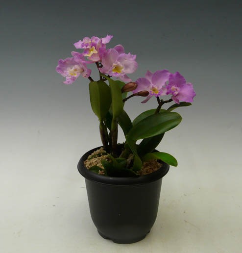 �ڲ֤ʤ����� ���ե���ꥪ���ȥ쥢 �ɥꥹ����� �Х����� �ƥ��ꥹ�ޥ��������� Slc.(Ctt.)Doris and Byron ��Christmas Rose�� (Slc.Love Castle x C.Candy Tuft) ���ۼ� 3��ȭ 20cm ���֥�����(BS)