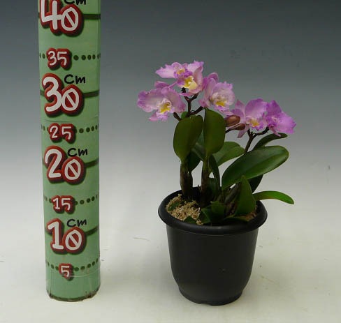 �ڲ֤ʤ����� ���ե���ꥪ���ȥ쥢 �ɥꥹ����� �Х����� �ƥ��ꥹ�ޥ��������� Slc.(Ctt.)Doris and Byron ��Christmas Rose�� (Slc.Love Castle x C.Candy Tuft) ���ۼ� 3��ȭ 20cm ���֥�����(BS)