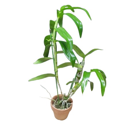 �ڲ֤ʤ����� �ǥ�ɥ��ӥ塼�� �ȡ������� ����� �ƥ����� Den.tortile var. alba ��Chie�� CHM/JOGA ���� 3��ȭ 30cm ���֥�����(BS)