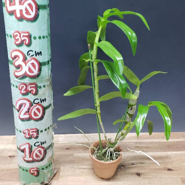 �ڲ֤ʤ����� �ǥ�ɥ��ӥ塼�� �ȡ������� ����� �ƥ����� Den.tortile var. alba ��Chie�� CHM/JOGA ���� 3��ȭ 30cm ���֥�����(BS)