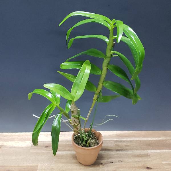 �ڲ֤ʤ����� �ǥ�ɥ��ӥ塼�� �ȡ������� ����� �ƥ����� Den.tortile var. alba ��Chie�� CHM/JOGA ���� 3��ȭ 30cm ���֥�����(BS)