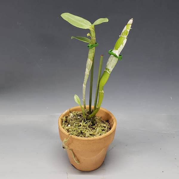 �ڲ֤ʤ����� �ǥ�ɥ��ӥ塼�� �ȥ��ĥ��ˡ� Den.trantuanii ���� 2.5��ȭ 20cm ���֥�����(BS)