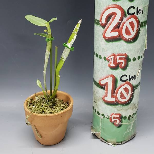 �ڲ֤ʤ����� �ǥ�ɥ��ӥ塼�� �ȥ��ĥ��ˡ� Den.trantuanii ���� 2.5��ȭ 20cm ���֥�����(BS)