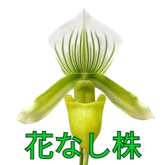 �ڲ֤ʤ����� �ѥե����ڥǥ���� �������󥰥졼�󥳡���� Paph.Yi-Ying Green Coral ���ۼ� 3��ȭ 20cm ���֥�����(BS)