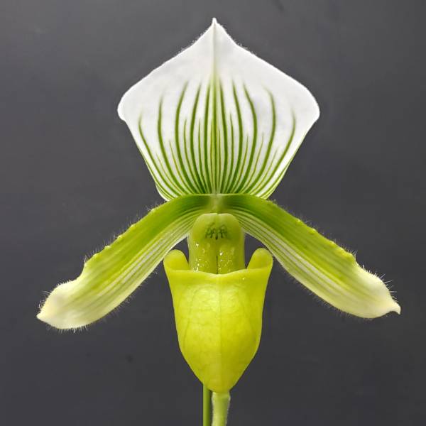 �ڲ֤ʤ����� �ѥե����ڥǥ���� �������󥰥졼�󥳡���� Paph.Yi-Ying Green Coral ���ۼ� 3��ȭ 20cm ���֥�����(BS)
