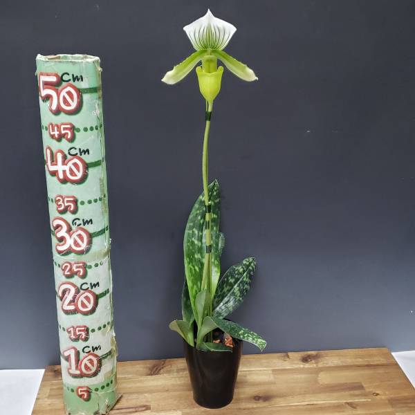 �ڲ֤ʤ����� �ѥե����ڥǥ���� �������󥰥졼�󥳡���� Paph.Yi-Ying Green Coral ���ۼ� 3��ȭ 20cm ���֥�����(BS)