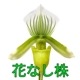�ڲ֤ʤ����� �ѥե����ڥǥ���� �������󥰥졼�󥳡���� Paph.Yi-Ying Green Coral ���ۼ� 3��ȭ 20cm ���֥�����(BS)