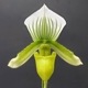 �ڲ֤ʤ����� �ѥե����ڥǥ���� �������󥰥졼�󥳡���� Paph.Yi-Ying Green Coral ���ۼ� 3��ȭ 20cm ���֥�����(BS)
