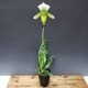 �ڲ֤ʤ����� �ѥե����ڥǥ���� �������󥰥졼�󥳡���� Paph.Yi-Ying Green Coral ���ۼ� 3��ȭ 20cm ���֥�����(BS)