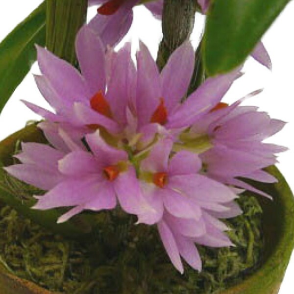 �ڲ֤ʤ����� �ǥ�ɥ��ӥ塼�� �֥饯�ƥ����� �ԥ� Den.bracteosum (Pink) ���� 3��ȭ 30cm ���֥�����(BS)