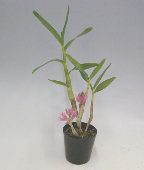 �ڲ֤ʤ����� �ǥ�ɥ��ӥ塼�� �֥饯�ƥ����� �ԥ� Den.bracteosum (Pink) ���� 3��ȭ 30cm ���֥�����(BS)