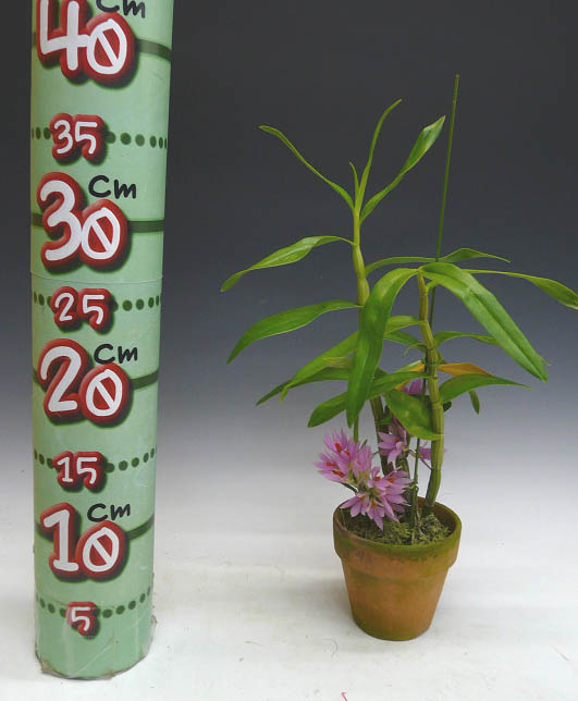 �ڲ֤ʤ����� �ǥ�ɥ��ӥ塼�� �֥饯�ƥ����� �ԥ� Den.bracteosum (Pink) ���� 3��ȭ 30cm ���֥�����(BS)