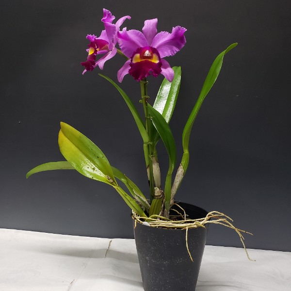 �ڲ֤ʤ����� ��󥳥֥饽��� ��֥꡼���꡼ �ƥ�����ǥ����� Rby.(Pot.)Lovely Memory ��June Lady�� ���ۼ� ˧�ᤢ�� 5��ȭ 40cm ���֥�����(BS)
